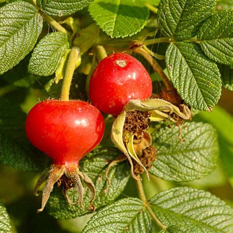 Картинки шиповник (38 фото) » Юмор, позитив и много смешных картинок