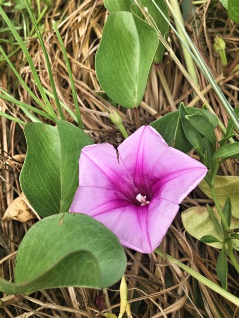 Railroad Vine Minute Explorations