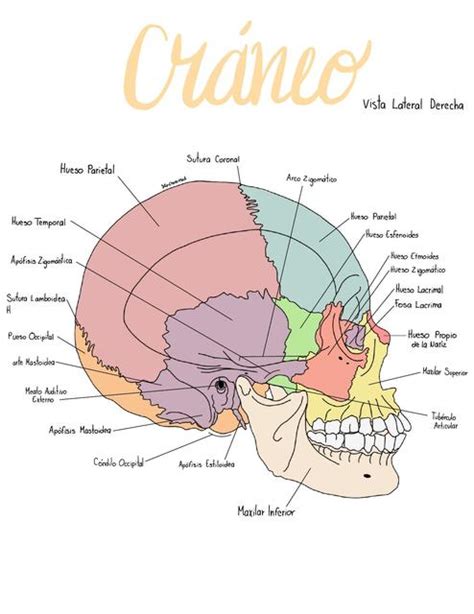 Craneo Vista Lateral Derecha Stu Crown Med Udocz