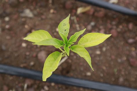 leaves plant green  photo  pixabay