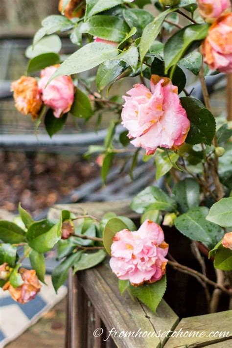 Camellia Care Guide How To Grow Gorgeous Camellias In Your Garden