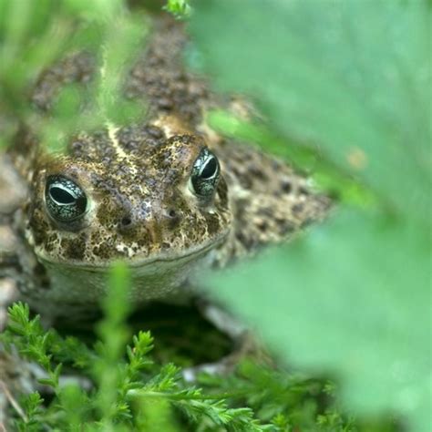 Stream Natterjack Toad By Steveh Listen Online For Free On Soundcloud