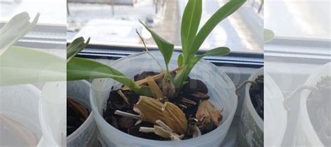 Орхидеи купить в Кемерово | Товары для дома и дачи | Авито