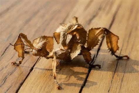 Image Of A Juvenile Female Australian Spiny Leaf Insect Extatosoma