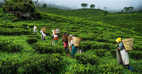 Лунният чай на Индия - скъп и магичен - Зелен Свят