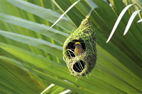 Types of Bird Nests