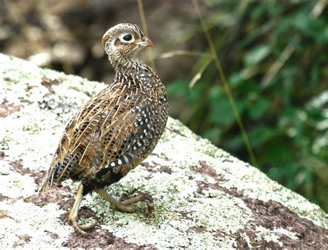 Christmas Mountains Oasis Young Montezuma Quail