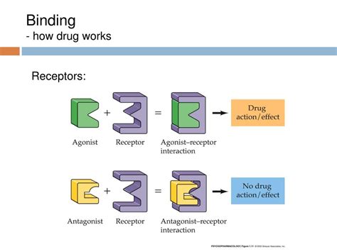 PPT Chapter 1 Principles Of Pharmacology Psychopharmacology