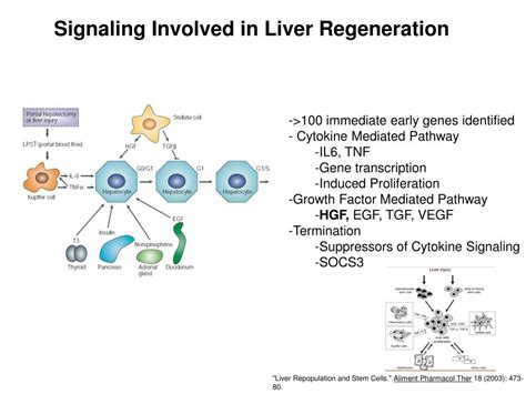 Ppt Signaling Involved In Liver Regeneration Powerpoint Presentation