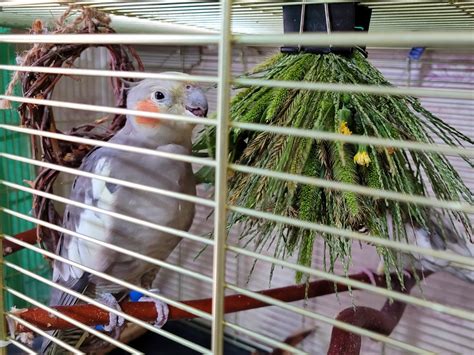 Кушаем разные зелёные вкусняшки | Пикабу