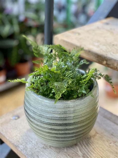 humata ai en español Humata heterophylla: how to grow the vining fern