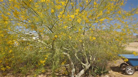 Palo Verde The Near Perfect Tree