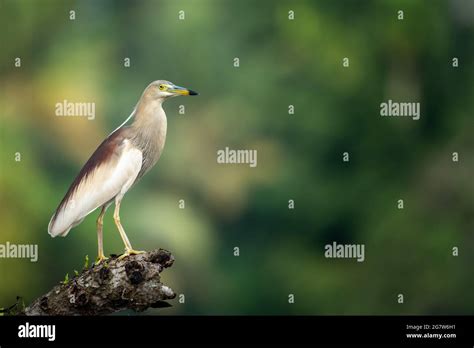 Indian Pond heron in breeding plumage Stock Photo - Alamy