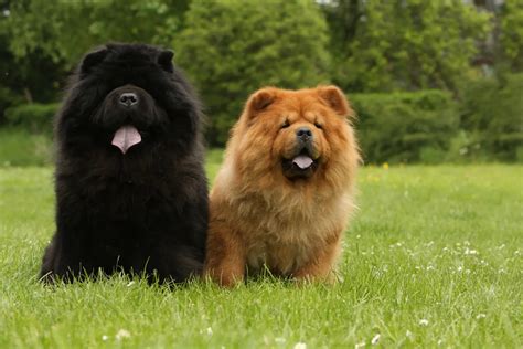 Chow Chow Charakter Und Wesen Was Macht Den Chow Chow Aus Chowchowde