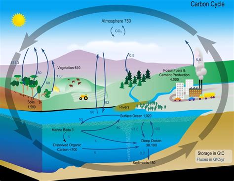 Simple Images Of Carbon Cycle Diagram - Infoupdate.org