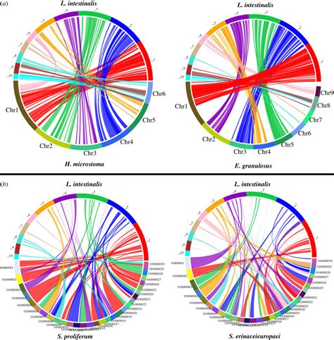 Highly Resolved Genome Assembly And Comparative Transcriptome Profiling