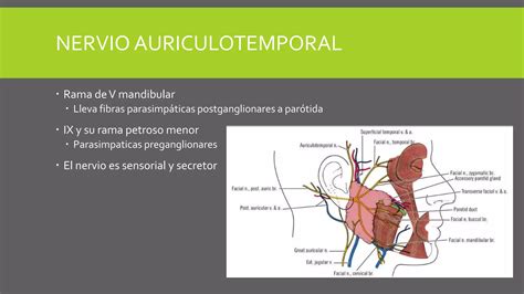 Anatom A Y Fisiolog A De Gl Ndulas Salivales Ppt