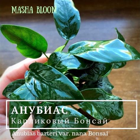Анубиасы растения для аквариума в Москве