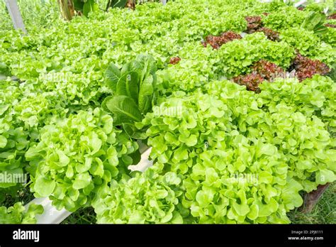 Tecnología hidropónica Granja de cultivo vegetal hidropónico orgánico