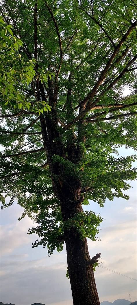 僕の家には樹齢100年以上のイチョウノキがあります､秋になれば遠くから写真を撮りに来る人がいます。秋になればこの木の葉が落ちます。家の前に道があるのですが黄色の葉っぱでおおわれます。片付けるの