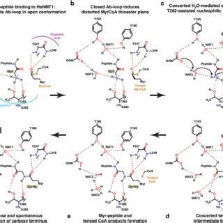 Detailed N-Myristoylation mechanism deduced from reaction snapshots. a ...