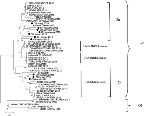 Phylogenetic Tree Based On The Spike Gene S Sequence Of PEDV Strains