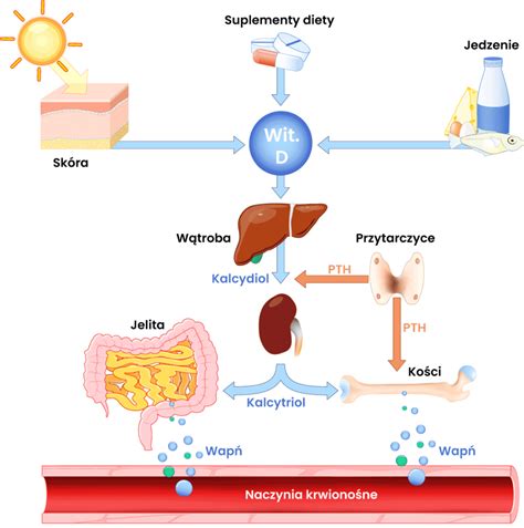 Witamina D wszystko co musisz o niej wiedzieć Dr Lifestyle