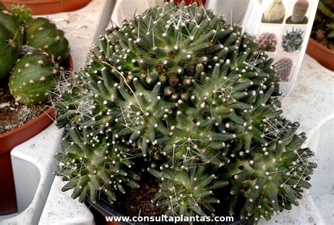 Mammillaria Painteri O Biznaguita Cuidados