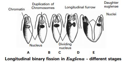 Describe the process of longitudinal binary fission in Euglena. - Sarthaks eConnect | Largest ...