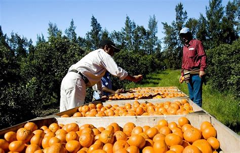 Acciones Fitosanitarias Y El Potenciar Exportador En La Agenda De La