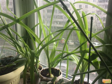 Лук китайский (103 фото) » НА ДАЧЕ ФОТО