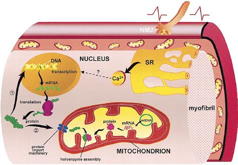 Mitochondrial Biogenesis In Skeletal Muscle Exercise And Aging