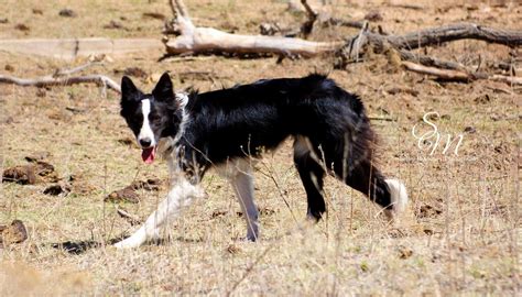 Border Collie Herding Cattle In The Panhandle Of Texas Border Collie