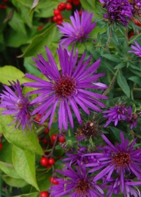 Aster nov. Purple Dome Aster, Purple Dome, #1 - Behmerwald Nursery