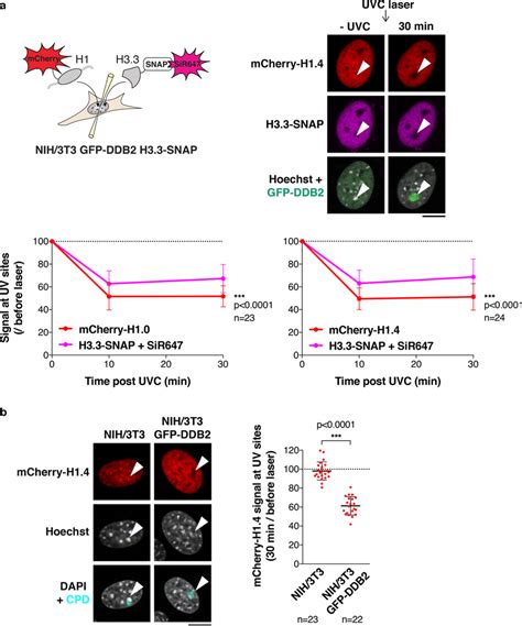 The Uv Damage Sensor Ddb2 Promotes Linker Histone Displacement From