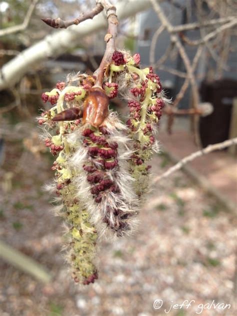 Aspen Tree ~ Seeds | Boulder Tree Care - Pruning & Tree Removal Services