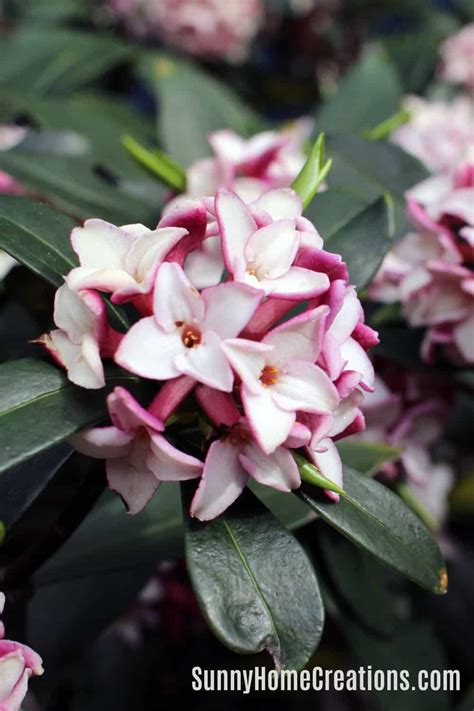 11 Best Smelling Plants For Your Yard Most Fragrant Plants Sunny