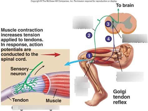 Diagram of Bio 155- Golgi Tendon | Quizlet