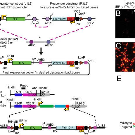 A Single Vector Tetracycline Construct Allows Doxycycline Regulated