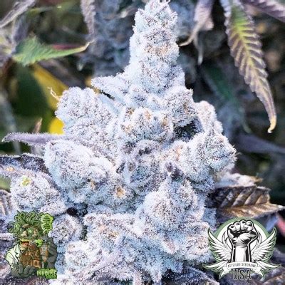 The Attitude Seedbank In House Genetics Seeds Cakes N Cream