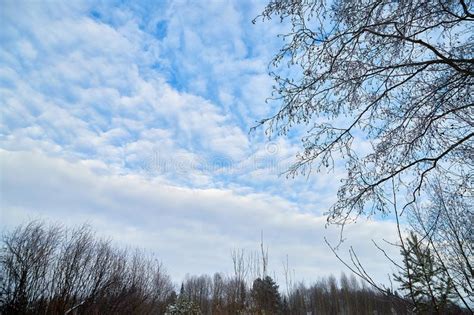Naked Branches Of A Tree Against Sky With White Clouds Stock Image Image Of Environment Angle