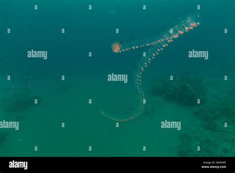 Vagina Salp And Tropical Reef In The Red Sea Stock Photo Alamy