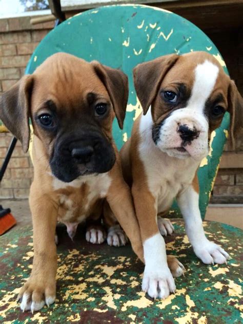 Boxer Pups - Fawn & Flashy Fawn