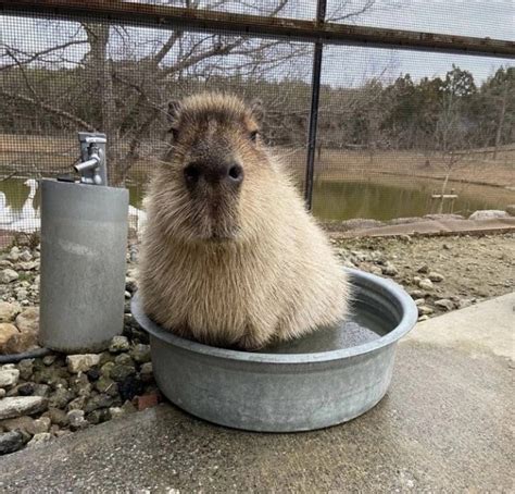 Капибара в тазике - 72 фото