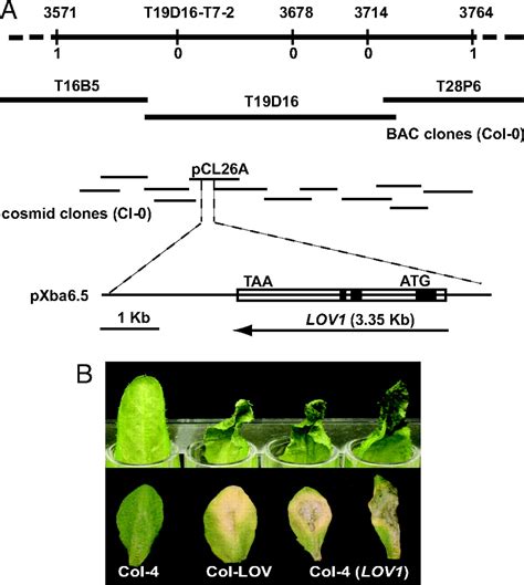 Plant Disease Susceptibility Conferred By A “resistance” Gene Pnas