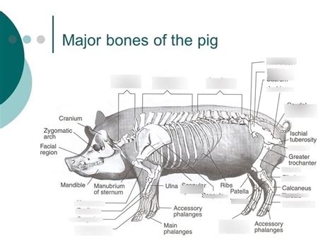 fetal pig skeleton Diagram | Quizlet