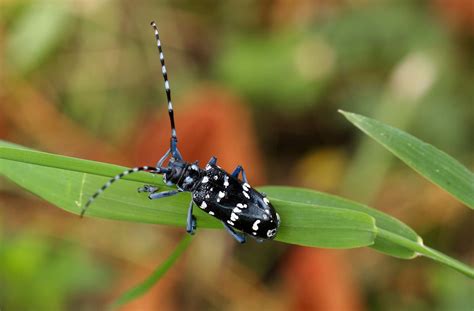 The Complete Guide To Asian Longhorned Beetles Pest Prophet Blog