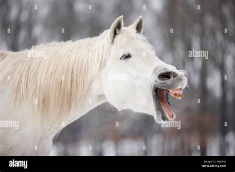 Shagya Arabian Horse Portrait Stock Photo Alamy