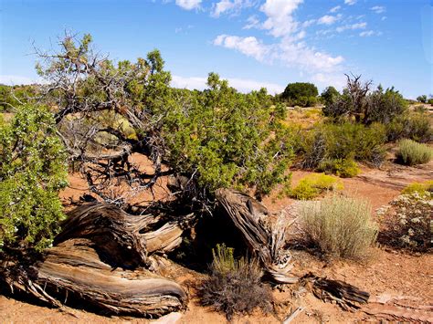 Fotos gratis paisaje árbol naturaleza rock desierto Desierto