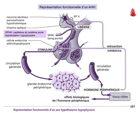 Repr Sentation Fonctionnelle D Un Axe Hypothalamo Hypophysaire Diagram